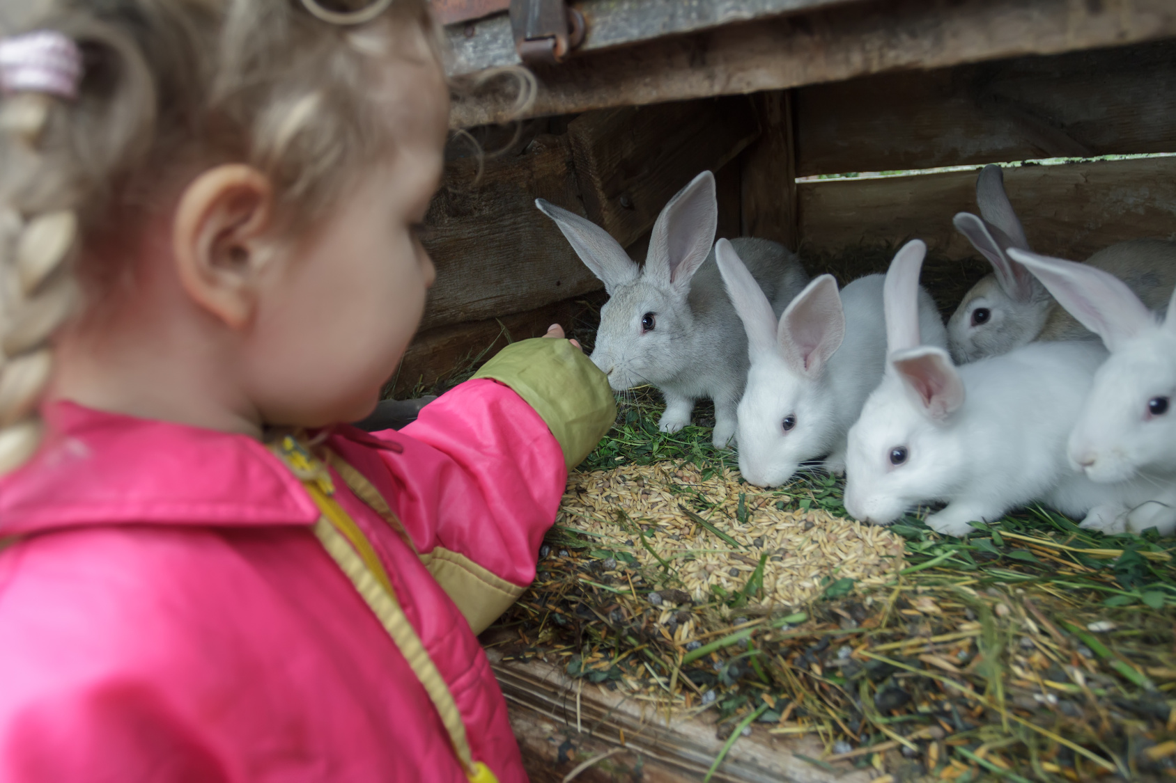 Little Caucasian fair haired girl feeding group of domestic rabbits with fresh grass